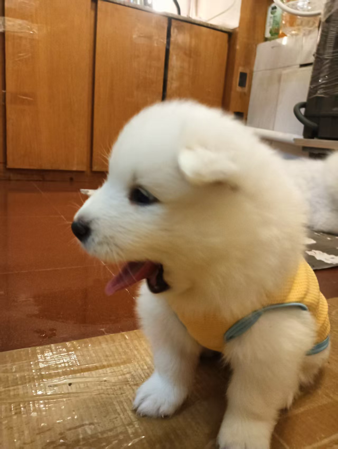 驱虫做齐，平时喂的是幼犬粮，性格特别黏人，一喊就凑过来蹭手～
